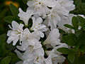 Rhododendron Dorota IMG_5879 Różanecznik